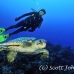 turtle_green_pm_ci_h_0019_cos0242.jpg